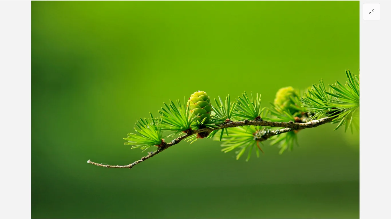 A close-up photo of a green pine branch filling the screen in full-screen mode.